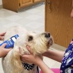 Affordable Pet Microchipping Services Web Design Cost in Dodoma, Tanzania: A Guide for Entrepreneurs & Small Business Owners