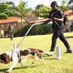 Affordable Web Design Costs for Dog Agility Instructors in Kampala, Uganda: Boost Your Training Business Online