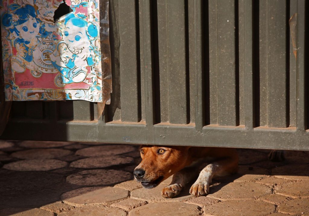 Affordable Web Design Cost for Dog Walkers in Kigali, Rwanda: Boost Your Business Online