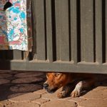 Affordable Web Design Cost for Dog Walkers in Kigali, Rwanda: Boost Your Business Online
