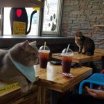 Cat Cafés in Lagos: Web Design Costs & Tips to Boost Your Business