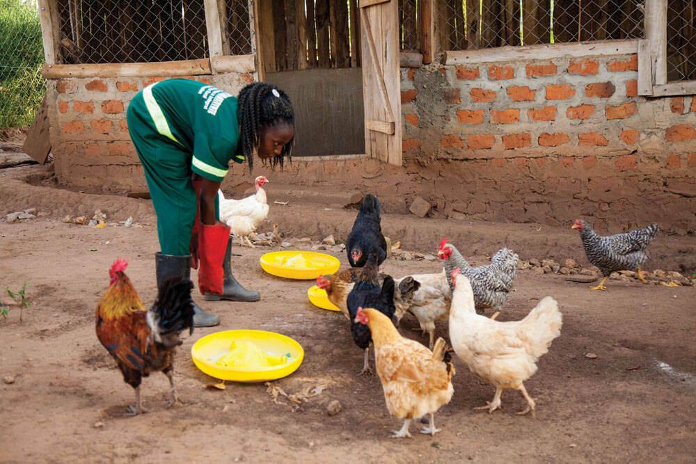 Affordable Web Design for Local Farm Co-ops in Kampala: Cost & Benefits Explained