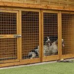 Affordable Dog Kennel Builders & Web Design Costs in Cape Town, South Africa: Your Complete Guide