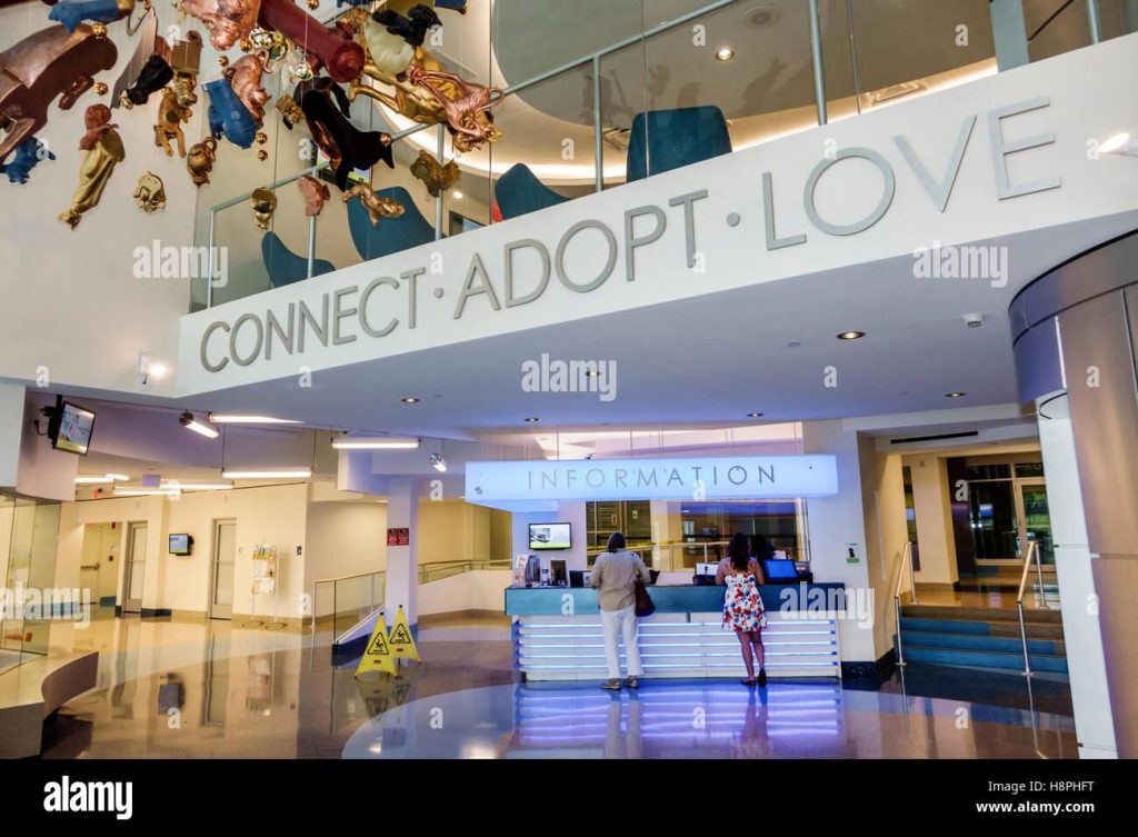 Affordable Web Design Costs for Pet Adoption Agencies in Nairobi, Kenya: Boost Your Animal Adoption Initiative Today