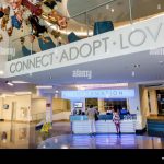 Affordable Web Design Costs for Pet Adoption Agencies in Nairobi, Kenya: Boost Your Animal Adoption Initiative Today