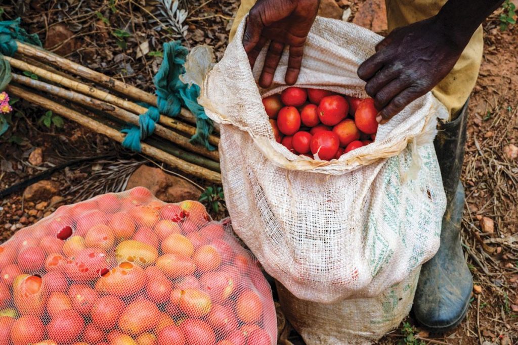 Affordable Web Design Costs for Health Foods & Supplements Businesses in Kigali, Rwanda: Boost Your Brand Online