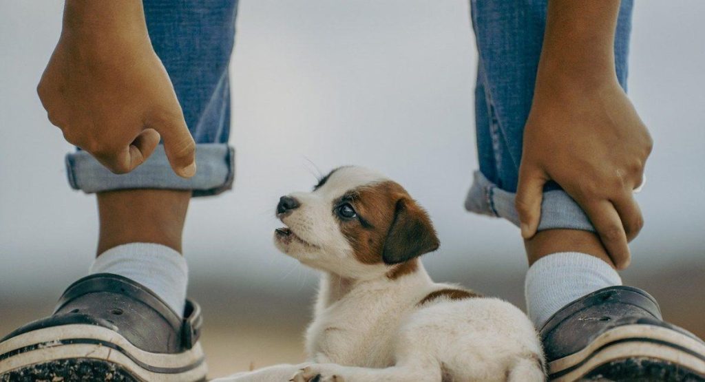 Affordable Web Design Costs for Pet Adoption Agencies in Lagos, Nigeria: Boost Your Animal Welfare Organization Today