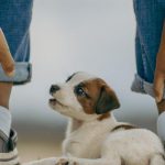 Affordable Web Design Costs for Pet Adoption Agencies in Lagos, Nigeria: Boost Your Animal Welfare Organization Today