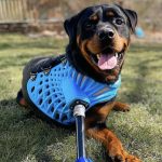 Affordable Web Design Costs for Pet Adoption Agencies in Kampala, Uganda: Boost Your Animal Shelter’s Online Presence