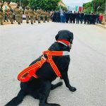 Top Pet Leash & Harness Brands and Web Design Costs in Lagos, Nigeria: Your Guide to Quality and Budget-Friendly Solutions