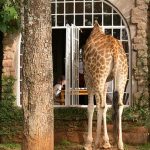 Affordable Web Design Costs for Pet Wellness Brands in Nairobi, Kenya: Boost Your Business Today