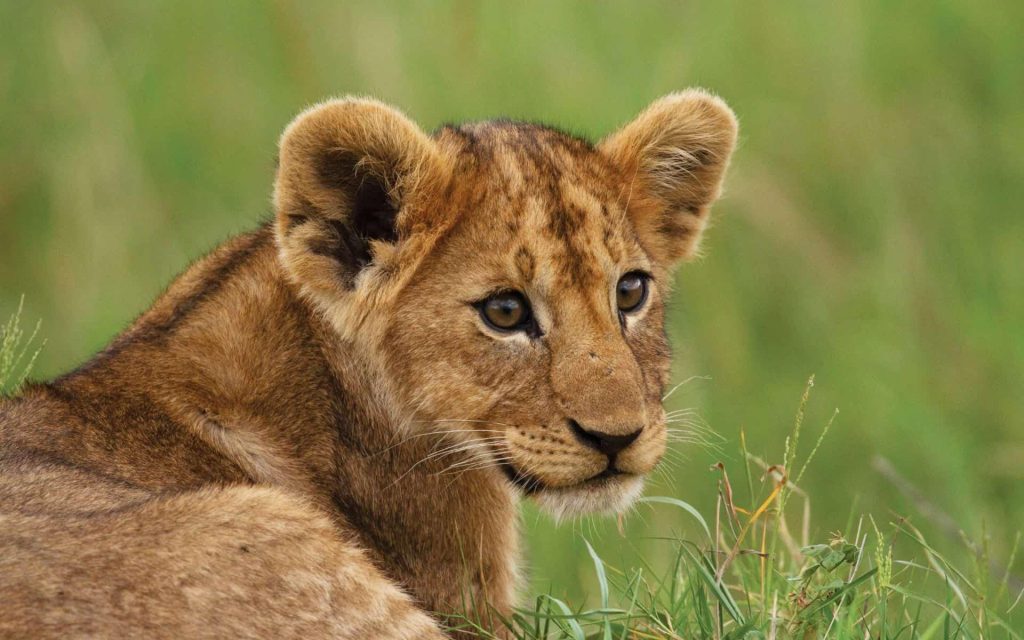 Affordable Wildlife Rehabilitators Web Design Cost in Dodoma, Tanzania: Boost Your Eco-Business Today!