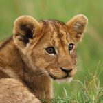 Affordable Wildlife Rehabilitators Web Design Cost in Dodoma, Tanzania: Boost Your Eco-Business Today!