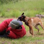 Affordable Web Design Costs for Dog Trainers in Cape Town, South Africa: Boost Your Pet Business Online
