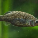 Cost Guide to Web Design for Aquarium Supplies Stores in Lagos, Nigeria: Boost Your Business Online