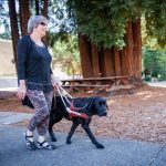 Affordable Web Design Costs for Therapy Animal Programs in Lagos, Nigeria: Boost Your Outreach Efforts
