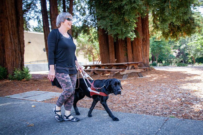Affordable Web Design Costs for Therapy Animal Programs in Lagos, Nigeria: Boost Your Outreach Efforts