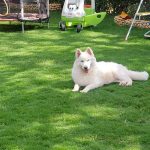 Affordable Mobile Pet Grooming Web Design Costs in Nairobi, Kenya: Boost Your Pet Business Today