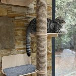 Affordable Web Design Costs for Cat Tree Makers in Cape Town, South Africa: Boost Your Business Today