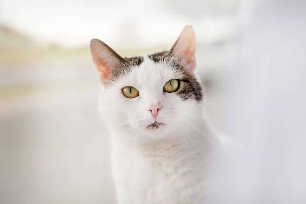 Affordable Web Design Costs for Pet Adoption Agencies in Cape Town, South Africa: Boost Your Shelter’s Online Presence