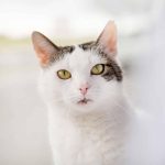 Affordable Web Design Costs for Pet Adoption Agencies in Cape Town, South Africa: Boost Your Shelter’s Online Presence