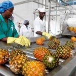 Affordable Web Design Costs for Wholesale Food Processing Equipment Companies in Kigali, Rwanda