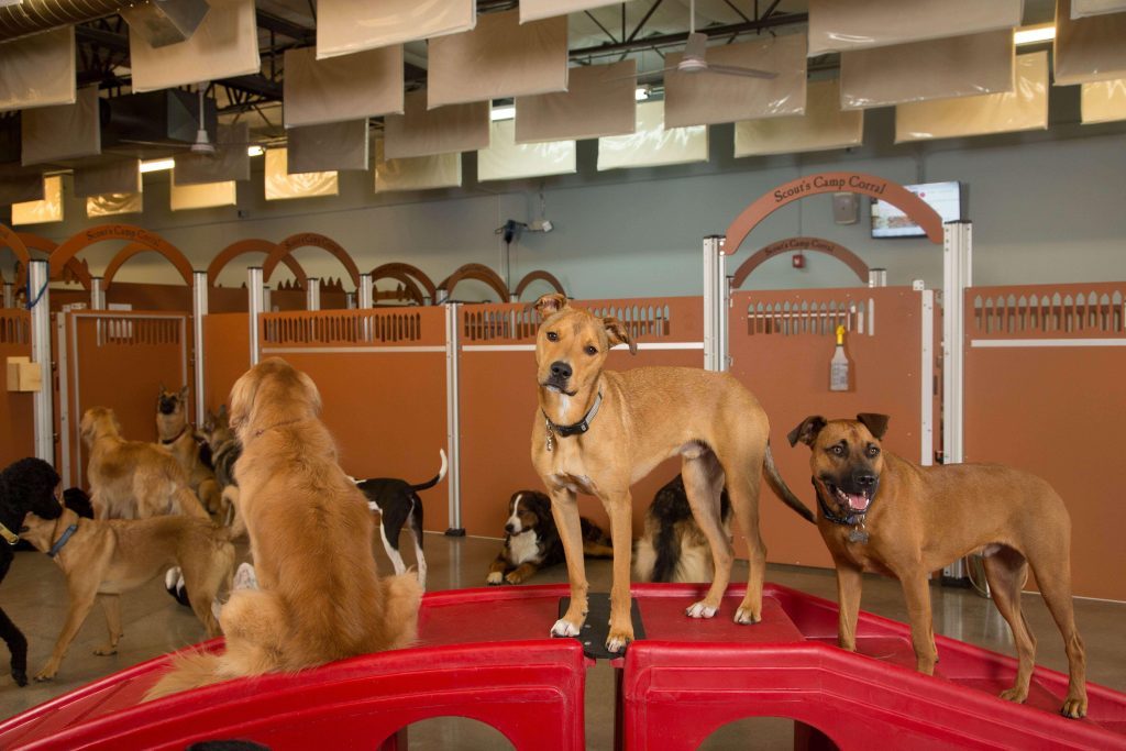 Unlocking Success: Dog Boarding Franchises Web Design Costs in Dodoma, Tanzania – A Guide for Entrepreneurs and Small Business Owners