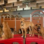 Unlocking Success: Dog Boarding Franchises Web Design Costs in Dodoma, Tanzania – A Guide for Entrepreneurs and Small Business Owners
