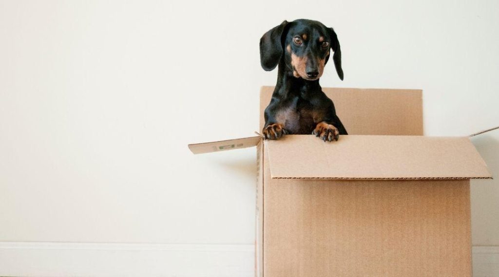 Affordable Pet Relocation & Web Design Costs in Kampala, Uganda: Your Guide to Seamless Moves and Website Builds