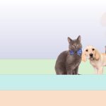 Affordable Pet Relocation Services Web Design Cost in Dodoma, Tanzania: What Entrepreneurs Need to Know