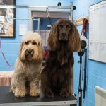 Affordable Web Design Costs for Pet Groomers in Nairobi, Kenya: Boost Your Pet Grooming Business Online