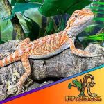 Affordable Reptile Breeders Web Design Costs in Kampala, Uganda: Boost Your Reptile Business Today