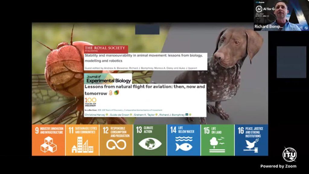 Affordable Animal Shelters Web Design Cost in Dodoma, Tanzania: Essential Guide for Entrepreneurs & Small Business Owners