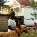 Affordable Web Design Costs for Dog Rescue Transporters in Kampala, Uganda: Boost Your Shelter’s Online Reach