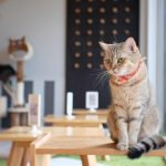 How Much Does Web Design Cost for Cat Cafés in Cape Town, South Africa? A Complete Guide