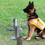 Affordable Web Design Costs for Service Dog Trainers in Nairobi, Kenya: Boost Your Business Today