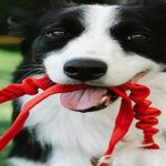 Affordable Web Design Costs for Pet Acupuncturists in Nairobi, Kenya: Boost Your Practice Online