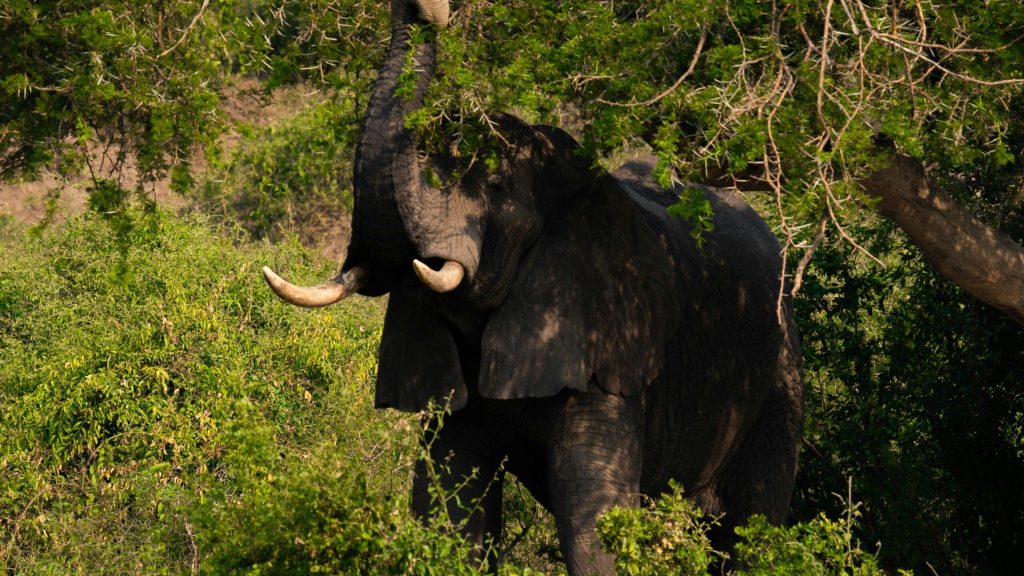 Affordable Web Design Costs for Wildlife Rehabilitators in Kampala, Uganda: Boost Your Conservation Efforts Online