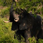 Affordable Web Design Costs for Wildlife Rehabilitators in Kampala, Uganda: Boost Your Conservation Efforts Online
