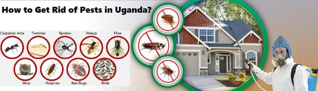 Affordable Mold Remediation & Web Design Costs in Kampala, Uganda: Complete Guide for Homeowners and Businesses