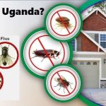Affordable Mold Remediation & Web Design Costs in Kampala, Uganda: Complete Guide for Homeowners and Businesses