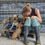 Affordable Web Design Costs for Dog Rescue Transporters in Nairobi, Kenya: Boost Your Sheltering Efforts Today