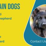 Affordable Pet Training Courses & Web Design Costs in Lagos, Nigeria: Complete Guide for Pet Owners and Business Owners