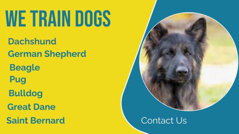 Affordable Pet Training Courses & Web Design Costs in Lagos, Nigeria: Complete Guide for Pet Owners and Business Owners