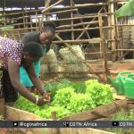 Affordable Web Design Costs for Community Food Gardens in Kampala, Uganda: Boost Your Local Green Initiatives