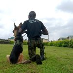 Affordable Web Design Costs for Service Dog Trainers in Lagos, Nigeria: Boost Your Business Online