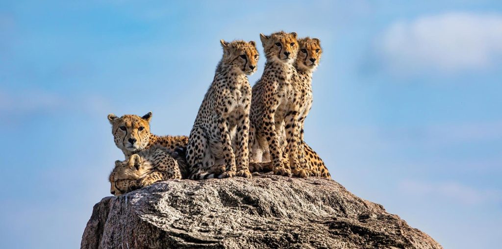 Affordable Web Design Costs for Pet Behavior Consultants in Nairobi, Kenya: Boost Your Practice Online