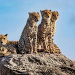 Affordable Web Design Costs for Pet Behavior Consultants in Nairobi, Kenya: Boost Your Practice Online