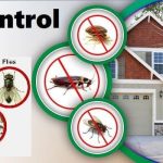 Affordable Pest Control Services & Web Design Costs in Lagos, Nigeria: Complete Guide for Homeowners & Businesses