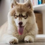 How Much Does Pet DNA Testing & Web Design Cost in Cape Town? A Guide to Services and Pricing